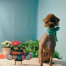 개라다이스 이미지