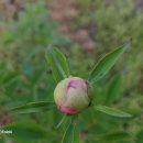 봉오리농장 이미지