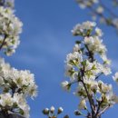 신태양 농원 이미지