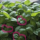 감염병으로부터 우리 아이 건강하게 키우기 | 바질, 사 먹지 마세요! 혼자 사는 직장인도 성공한 &#39;무제한 바질&#39; 키우기 후기