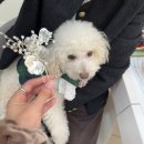 대남1 | 혼주한복 찐 만족 내돈내산 명가대남예사랑 종로한복 계약 후기