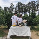 아날로그감귤밭
