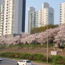 중랑천 파크골프장 | 중랑구 벚꽃명소 구경, 중랑천 테니스장과 중랑구립파크골프장 방문후기