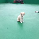 똥강아지 Daum카페