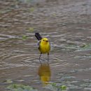 노랑머리 이미지