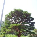 반송 Daum카페