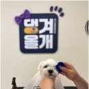 댕겨올개 이미지