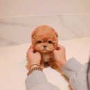 오독안심분양센터 강아지분양 고양이분양 인천점 이미지