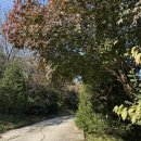 블리스 | 대전 웨딩 스튜디오/더숲 스튜디오 블리스데이 내돈내산 후기