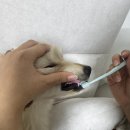 투스페이스 | 바르기만 해도 달라지는 강아지 치아관리 본아페티 덴탈 투스페이스 바르는 강아지 치약 후기