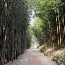 소나무돼지국밥 | 부산 가볼만한 곳 2박3일 부산여행 2일차 (feat.해목, 아홉산숲, 기장해녀촌, 다리집)