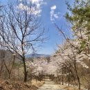 [트레킹] 금산 보곡산 산벚꽃에 취하다 이미지