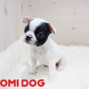 뚱강아지 이미지