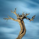 나무와 숲 이미지