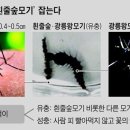 갓모기, 이미지