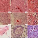 시클리드과 그린테러 Aequidens rivulatus의 Streptococcus iniae. 이미지