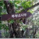 고산자연휴양림 Daum카페
