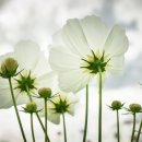 정원행정사 이미지