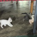 남이섬설리조트4 | 외딴 섬에서 즐기는 나만의 작은 비치, 푸켓 더 라차 리조트에서의 3일(푸켓 7박8일여행 6~8일차 여행기)