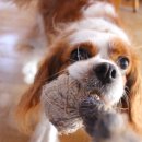 해피퍼피 강아지 유치원 이미지