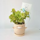 아이비플라워 앞 이미지