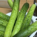 늘푸른사람들 백다다기오이 후기