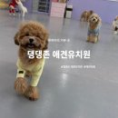 댕댕애견 | 댕댕존 애견유치원 후기｜토리 견생 첫 등원, 인천강아지유치원 보내본 날:)