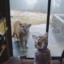 이쁜냥이 이미지