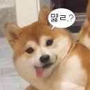 은석카 이미지