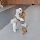 댕댕 쉼터 이미지