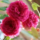 하늘빛정원 이미지