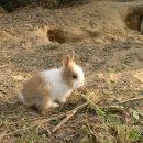 흙이랑 나무랑 이미지