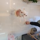 미용하는 퍼피마미 이미지