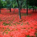 영광 가볼만한곳불갑사 상사화축제 꽃무릇 개화상황 이미지