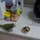 하이에나 PC 이미지