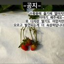 참솔영농조합 이미지