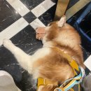 ST메디 | 메디퍼피 영양제로 강아지 관절건강 회춘시켜주기