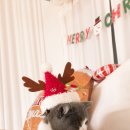 더키움 동물병원 이미지