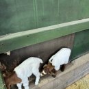 맘마농장 이미지