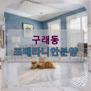 대금농장 | 구래동 포메라니안분양 안전한 분양을 위한 꼼꼼한 준비 과정