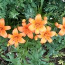 나리 민박 이미지