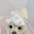 블랑드펫 이미지