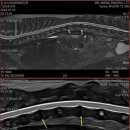 제일동물진단영상센터 이미지
