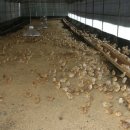 초야농장 이미지