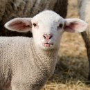 에코목장 이미지