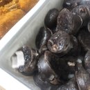 맵니떡볶이 이미지