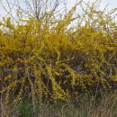 삼아카센타 이미지