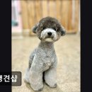 신명나리아파트경로당 | (평택, 강아지, 고양이, 애견미용, 추천!) 견생견샵 평택 애견미용 강점은 맞춤 케어