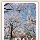 호수담다 | 올해 전국 서울 잠실역 석촌호수 벚꽃 만개 명소 주차 데이트 꿀팁 가볼만한곳
