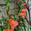 글라디오러스(2025,7,4) 이미지